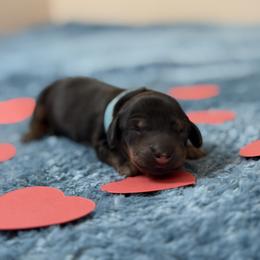 Teddy (bear) - Chocolate male Dachshund puppy in San Tan Valley, Arizona from Short Stack Miniature Dachshunds