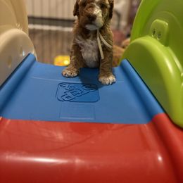 Goldendoodle Puppies from Ivy’s Doodles