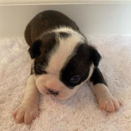 Pablo - Black brindle and white male Boston Terrier puppy in Imperial, Missouri from Boston Kup Breeders