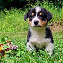 Alexander Hamilton - Black and white male American Corgi puppy in Gouverneur, New York from St. Lawrence Corgis