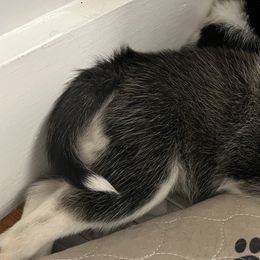 Pomsky Puppies from Lunar Pomskies