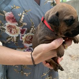 Red Male - Wheaten male Rhodesian Ridgeback puppy in Mayfield, Kentucky from Ridgeback Farm