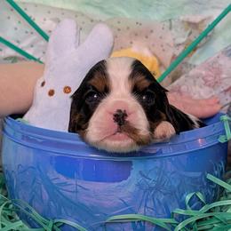 Theo - Tri-color male Cavalier King Charles Spaniel puppy in Stilwell, Oklahoma from Love Bug Cavaliers