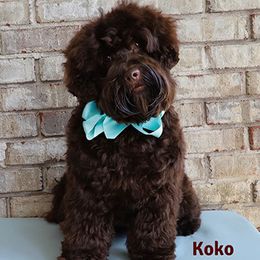 Koko - Australian Labradoodle