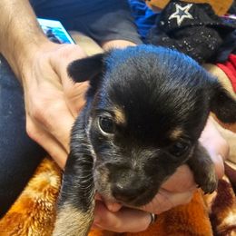 Yellow - Black and tan female Chihuahua puppy in Bethlehem, Pennsylvania from Steel City Exotics