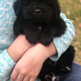 Newfoundland Puppies from Bookcliff Newfies