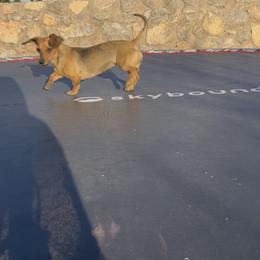 Rubii - Cream female Dachshund puppy in El Paso, Texas from Stella's Lone Star Kennels