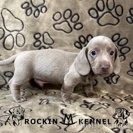 Isabella Male - Fawn (isabella) and tan male Dachshund puppy in George West, Texas from Rockin M Kennel