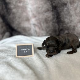 Loretta - Merle female Cavapoo puppy in Thorndale, Texas from Hattie’s Texas Cavapoos