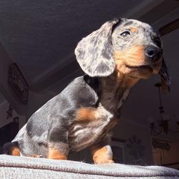 Dachshund Puppies from Cold Mountain Dachshunds