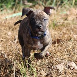 Samus - Black brindle male American Staffordshire Terrier puppy in Hohenwald, Tennessee from AptiBull Terriers