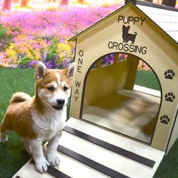Shiba Inu puppies from Highline Puppies