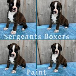 Paint - Brindle male Boxer puppy in Madisonville, Texas from Sergeant's Boxers