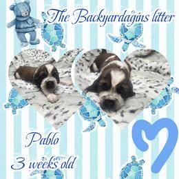 Pablo - Tri-Roan male English Springer Spaniel puppy in Westover, Maryland from Sterling's springer Haven