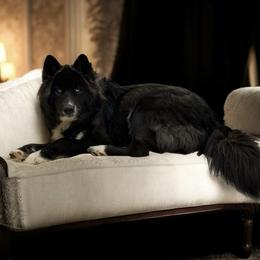 Akoya - Siberian Husky