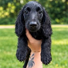 Max - Black male Dachshund puppy in Maidsville, West Virginia from L&B Lowriders