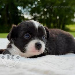 Ace - Black and white female Chihuahua puppy in Forsyth, Georgia from Brooks Grove Canines LLC