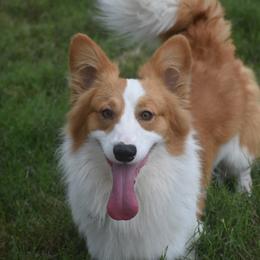 Qirin - Pembroke Welsh Corgi