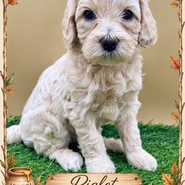 Piglet - Cream female Goldendoodle puppy in Hendersonville, North Carolina from Kim's Cove