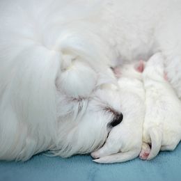 Coton de Tulear Puppies from Kanto Cotons
