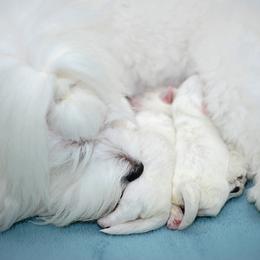 Coton de Tulear Puppies from Kanto Cotons