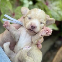 Winston - Cream male Dachshund puppy in Wharton County, Texas from Country Bumpkins