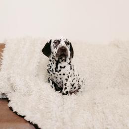 Liver White Male - White and liver brown male Dalmatian puppy in Fayette, Missouri from Lazy B Bassets and Dalmatians