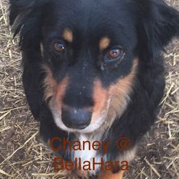 Chaney  - Australian Shepherd