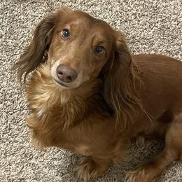 Brodee - Dachshund