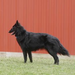 Belgian Sheepdog puppies from Sans Soleil