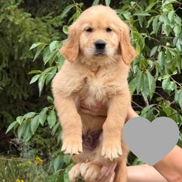 Washington (Gray) - Golden male Golden Retriever puppy in Cadillac, Michigan from K & M Golden Retrievers