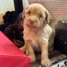 Brown Boy - Apricot male Goldendoodle puppy in Lowville, New York from DM Hilltop FURfamily