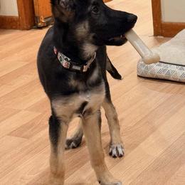 German Shepherd Puppies from Duke AKC Shepherds