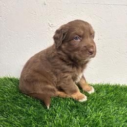 Timon - Red tri-color male Australian Shepherd puppy in Smithfield, Utah from C&C Ranch