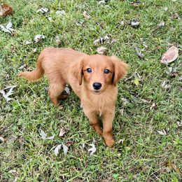 Rosie - Apricot female Goldendoodle puppy in Centralia, Missouri from Oodles Of Doodles Mo.