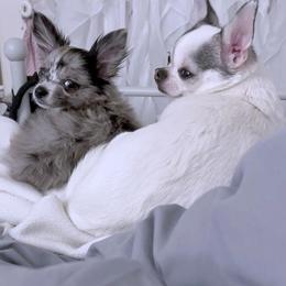 Chihuahua Puppies from Petite Pups LLC