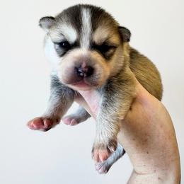 Sion - Silver and white male Pomsky puppy in Boonville, Indiana from Elysian Pomskies