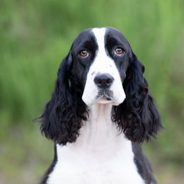Indi - English Springer Spaniel
