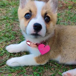 American Corgis and Pembroke Welsh Corgis from Cascadian Space Coast Corgis LLC