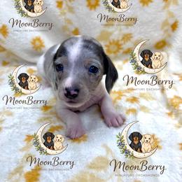 Rain Blue-Tan Dapple Pie - Dapple female Dachshund puppy in Tecumseh, Oklahoma from MoonBerry Miniature Dachshunds