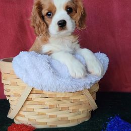 Cavalier King Charles Spaniel Puppies from Wasteland Cavaliers