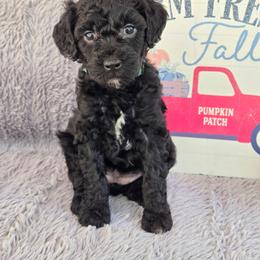 Martha - Black female Poodle puppy in Bauxite, Arkansas from Mountain Ridge Poodles