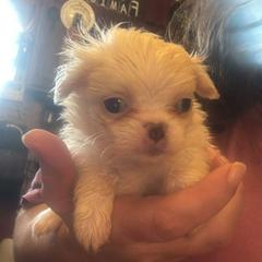 Spoken For - Lemon and white female Japanese Chin puppy in Elkview, West Virginia from Almost Heaven