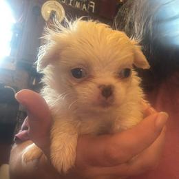 Spoken For - Lemon and white female Japanese Chin puppy in Elkview, West Virginia from Almost Heaven