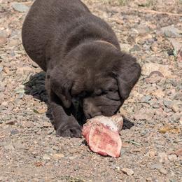 Anatolian Shepherd Dog and Labrador Retriever Puppies from Learning With Dogs