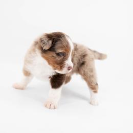 Australian Mountain Doodle Puppies from Brick House Farm Doodles