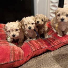 Maltese and Maltipoo Puppies from PrissyPawz