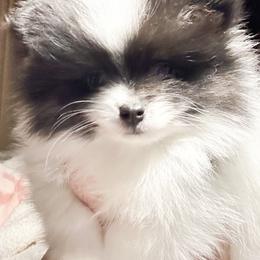 Blk white boy - Black male Pomeranian puppy in Leesburg, Virginia from Capital Pomsky
