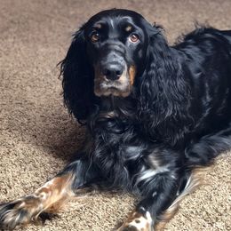 English Springer Spaniels from Eden Springer Spaniels