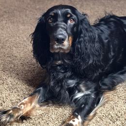 English Springer Spaniels from Eden Springer Spaniels